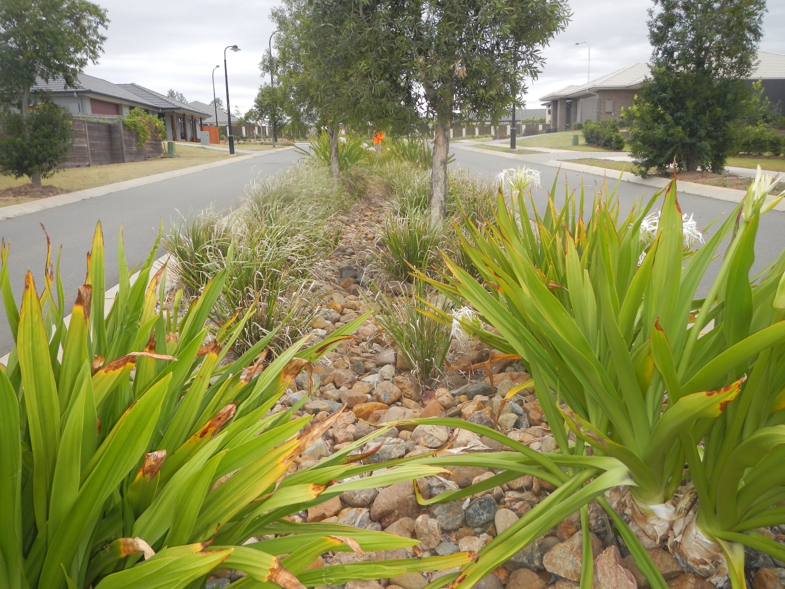 brisbane-city-council-wsud-asset-management-rectification-project